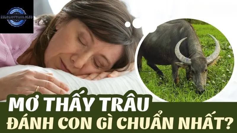 Mơ Thấy Trâu Đánh Con Gì