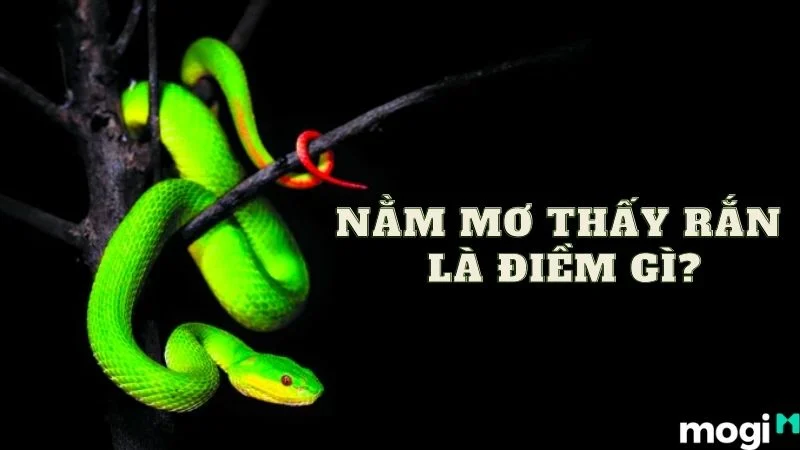 Mơ Thấy Rắn – Giải Mã Điềm Báo Và Con Số May Mắn