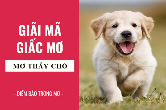 Khám Phá Bí Ẩn Đằng Sau Giấc Mơ Thấy Chó – Ý Nghĩa Và Điềm Báo
