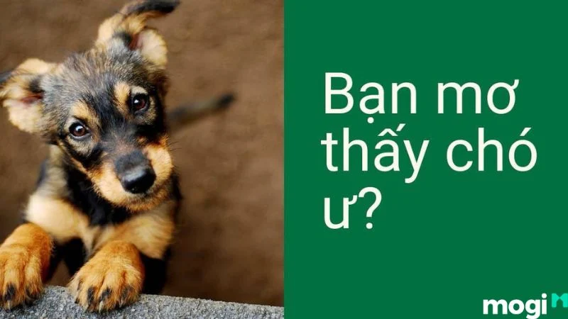 Khám Phá Ý Nghĩa Của Chó Trong Giấc Mơ